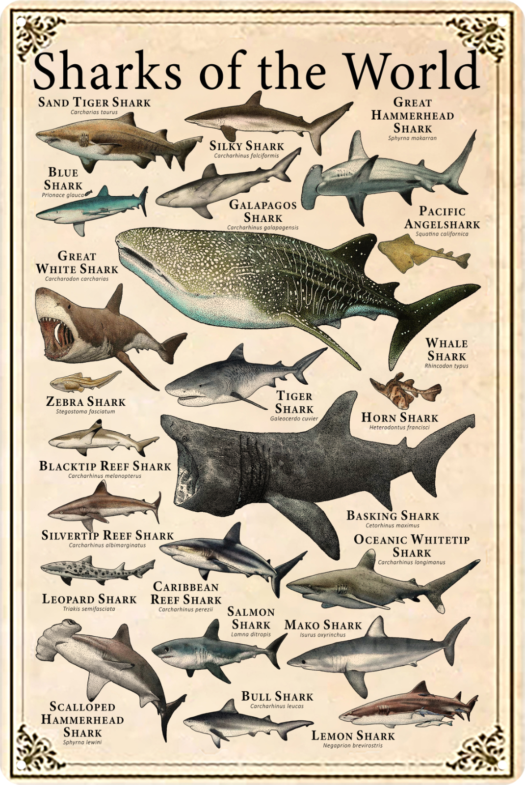 Tin Sign Sharks Of The World All Types Of Shark Rustic Look Retro 20x30cm