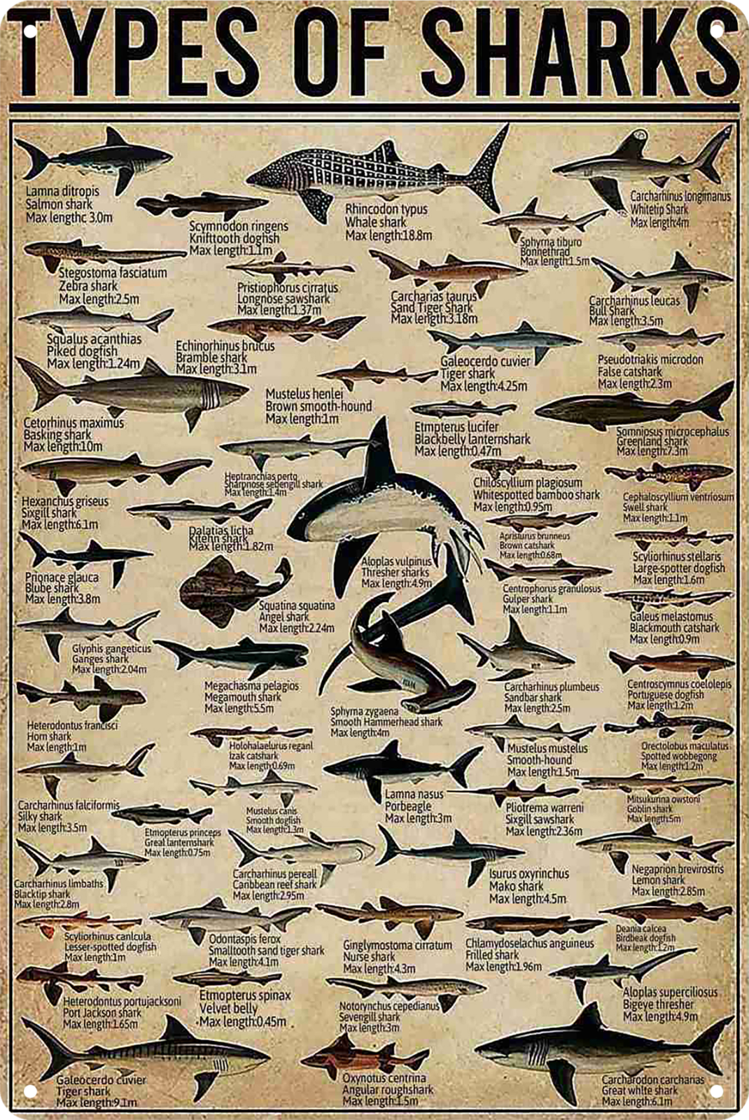 Tin Sign Types Of Sharks In The World Rustic Look Retro 20x30cm