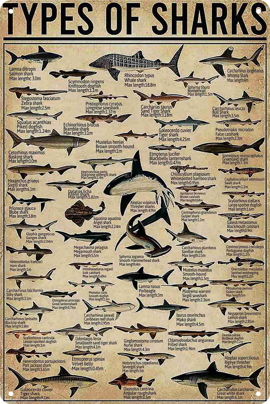 Tin Sign Types Of Sharks In The World Rustic Look Retro 20x30cm